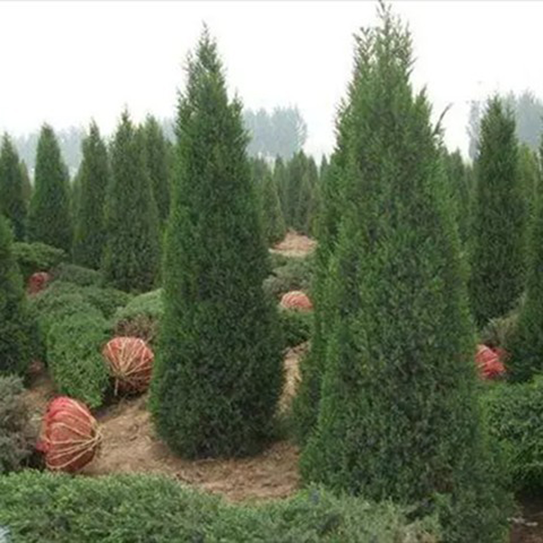 洛阳市城乡一体化示范区城市管理局伊滨区慧偏线电力迁改占地苗木移植项目（二次）-竞争性磋商公告