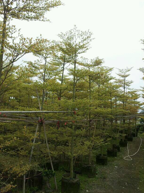 INTERNATIONAL EXHIBITION OF FLOWERS PLANTS EQUIPMENT AND MATERIALS FOR ORNAMENTAL GARDENING AND FLOWER BUSINESS